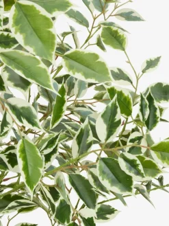 Kunstplant GUNNULF H150cm met pot